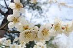 李花