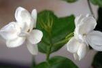 茉莉花