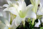 百合花