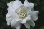 栀子花