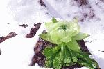 雪莲