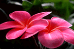 蝶恋花