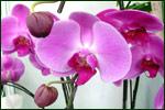 蝴蝶花